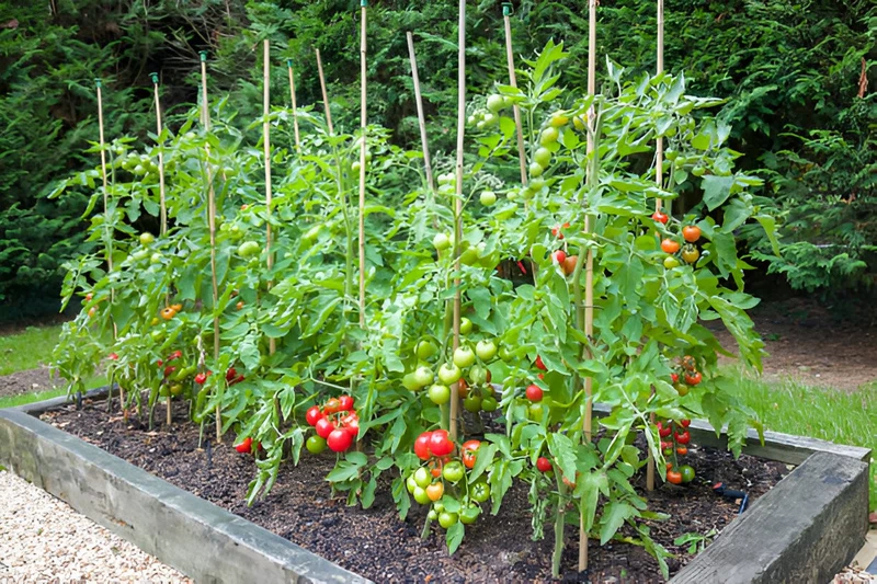 Tomato plants with ripe tomatoes growing Tomato plants with ripe tomatoes growing