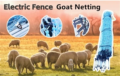 تدريب الماشية على السياج الكهربائي
