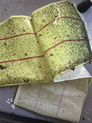 تطير ملاحظات مصيدة غراء الحشرات الورقية