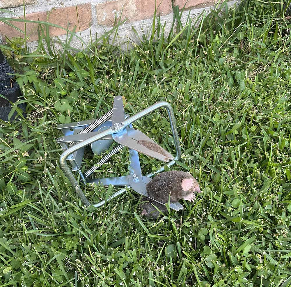 Galvanized Steel Scissor Mole Trap Galvanized Steel Scissor Mole Trap